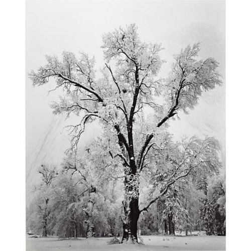 Salvage 2 - Ansel Adams, Oak Tree